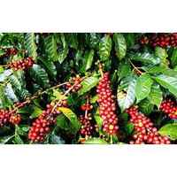 Natural Ethiopia