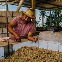 Guatemala - Baja Verapaz Espresso