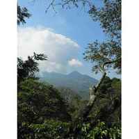 Guatemala Finca El Hato Santa Rosa