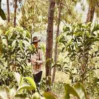 Eddy Macdonald Lopez Lopez - Finca La Gardenia