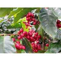 Nicaragua The King Red Catuai