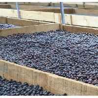 Nicaragua Peralta Estate Anaerobic Natural