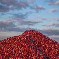Zambia Keteshi Estate Mbuni Natural - 500g