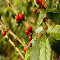 Colombian Excelso Coffee