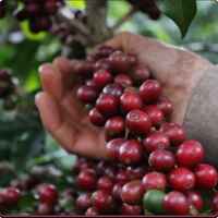 Brazilian Red Catuai