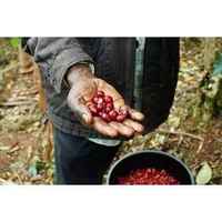 Misfits' Uganda Drugar Natural