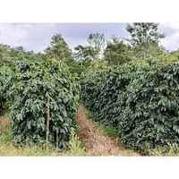 Laos Phetlamka Estate Java Natural