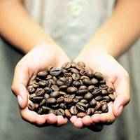 Costa Rica Tarrazu Coffee