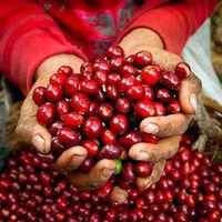 Yirgacheffe Aramo