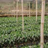 Finca Malacara A – Tablón 5