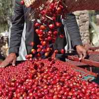 Yemen Harazi (Light-Medium) Roast