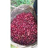 Tapir Andino Red Honey, Peru