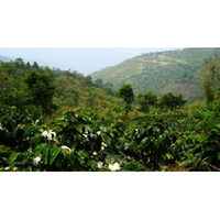 Peru Queromarca Community - 500g