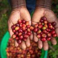 Uganda - Bukonzo Dream