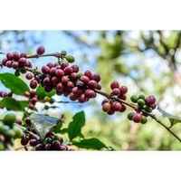 Guatemala Zacapa (Medium Roast)