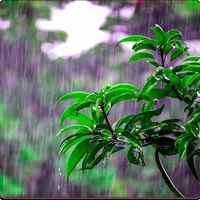Monsoon Malabar