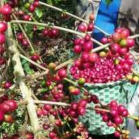 Honduras Comsa School Project 100% Organic