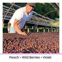 Panama Hachi Project Noa Inverted Process 80g