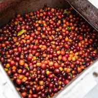 Aquiares Red Honey