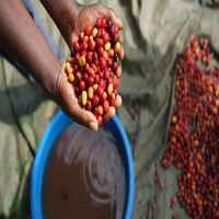 Uganda- * Rwenzori Mountains * - Natural Anaerobic SL14 & SL28