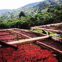 Wanale, Uganda