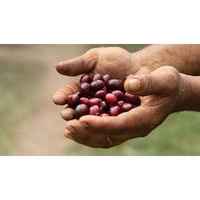 Honduras Otoro