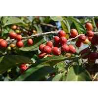 Ethiopia Sweet Berry (Medium Roast)