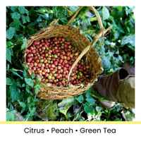Ethiopia Bench-Maji Gori Gesha Washed
