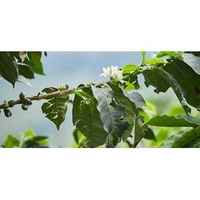 Colombia Huila