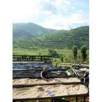 Rwanda - Buf Nyarusiza Lot 12
